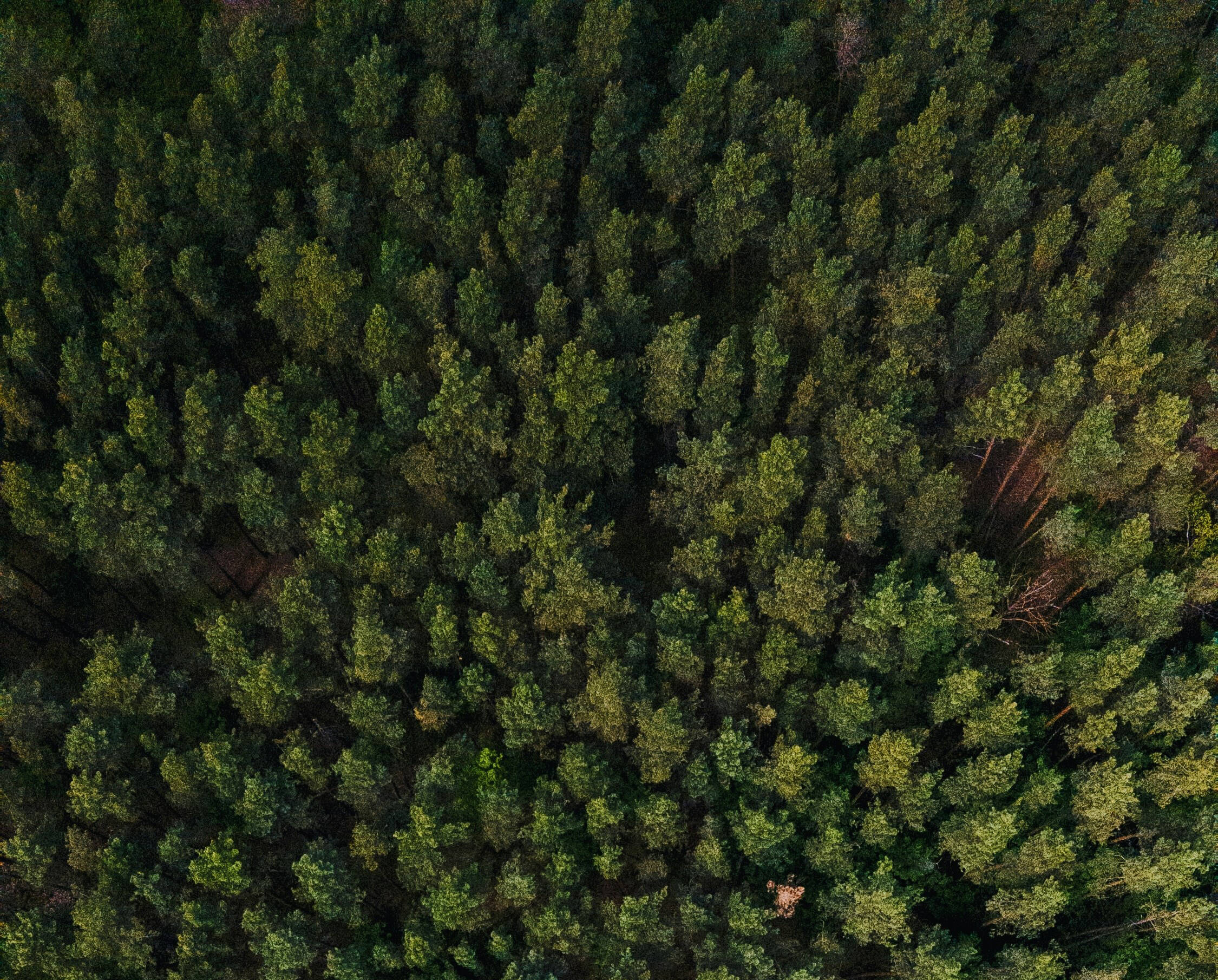 Immagine: PIANO DI INDIRIZZO FORESTALE (PIF) DELLA VALLE TROMPIA