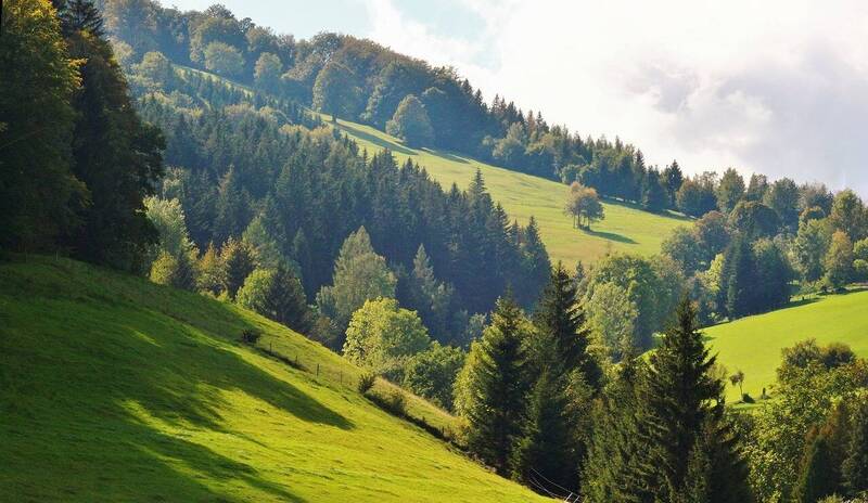 Immagine: P.I.F. Piano di indirizzo forestale