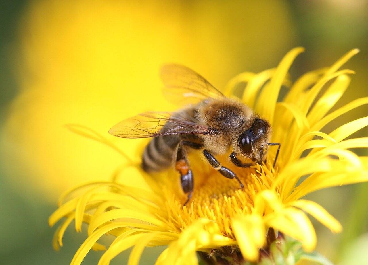 Immagine: G.A.L.-Valle-Trompia-Bee-Green-Valley_imagelargeoverlay