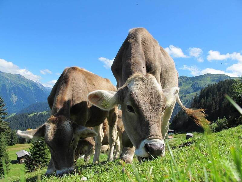 BANDO PER IL SOSTEGNO AL SETTORE LATTIERO-CASEARIO PER IL MIGLIORAMENTO E LA QUALIFICAZIONE DEL LATTE E DELLA PRODUZIONE CASEARIA IN VALLE TROMPIA - ANNI 2024-2028 - BANDO 2025.