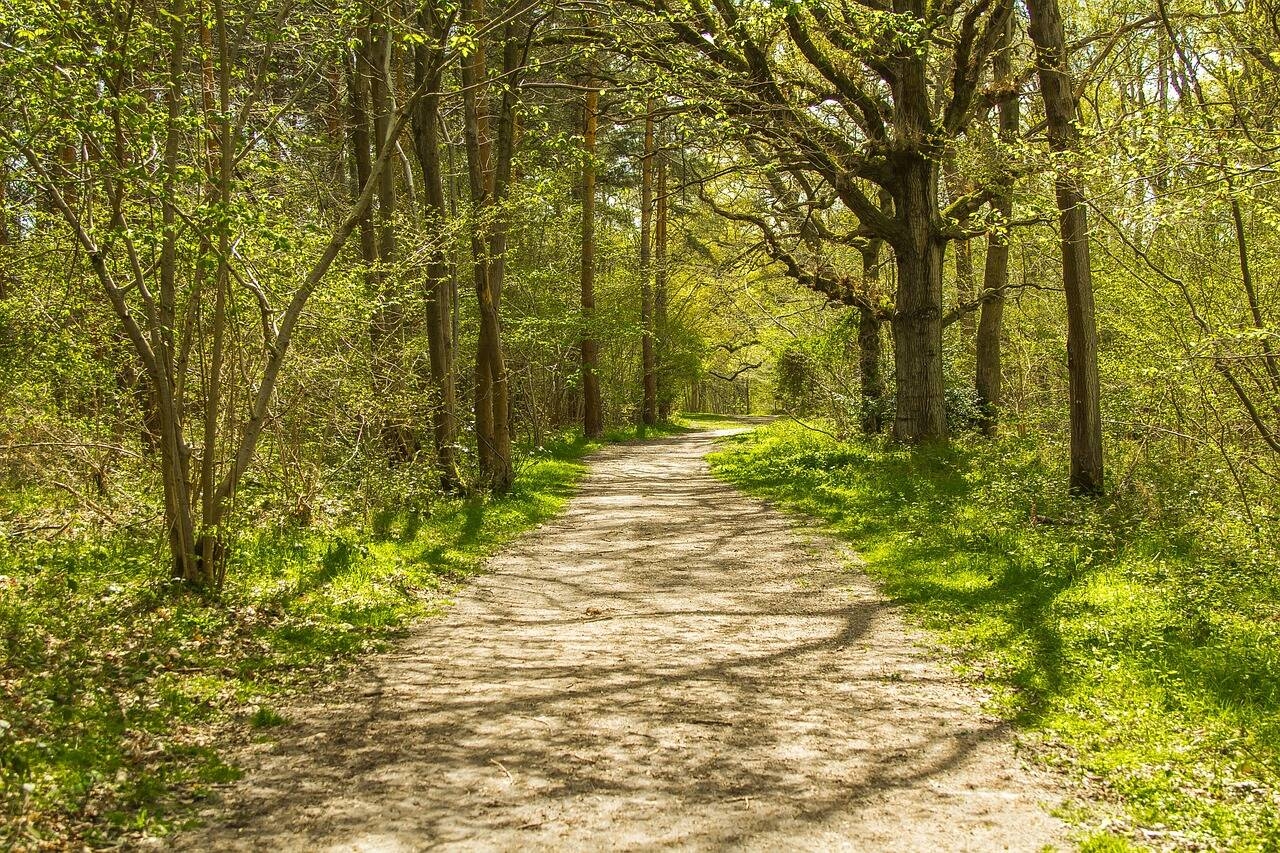 Immagine: strada-forestale-natura